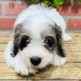 Cockapoo