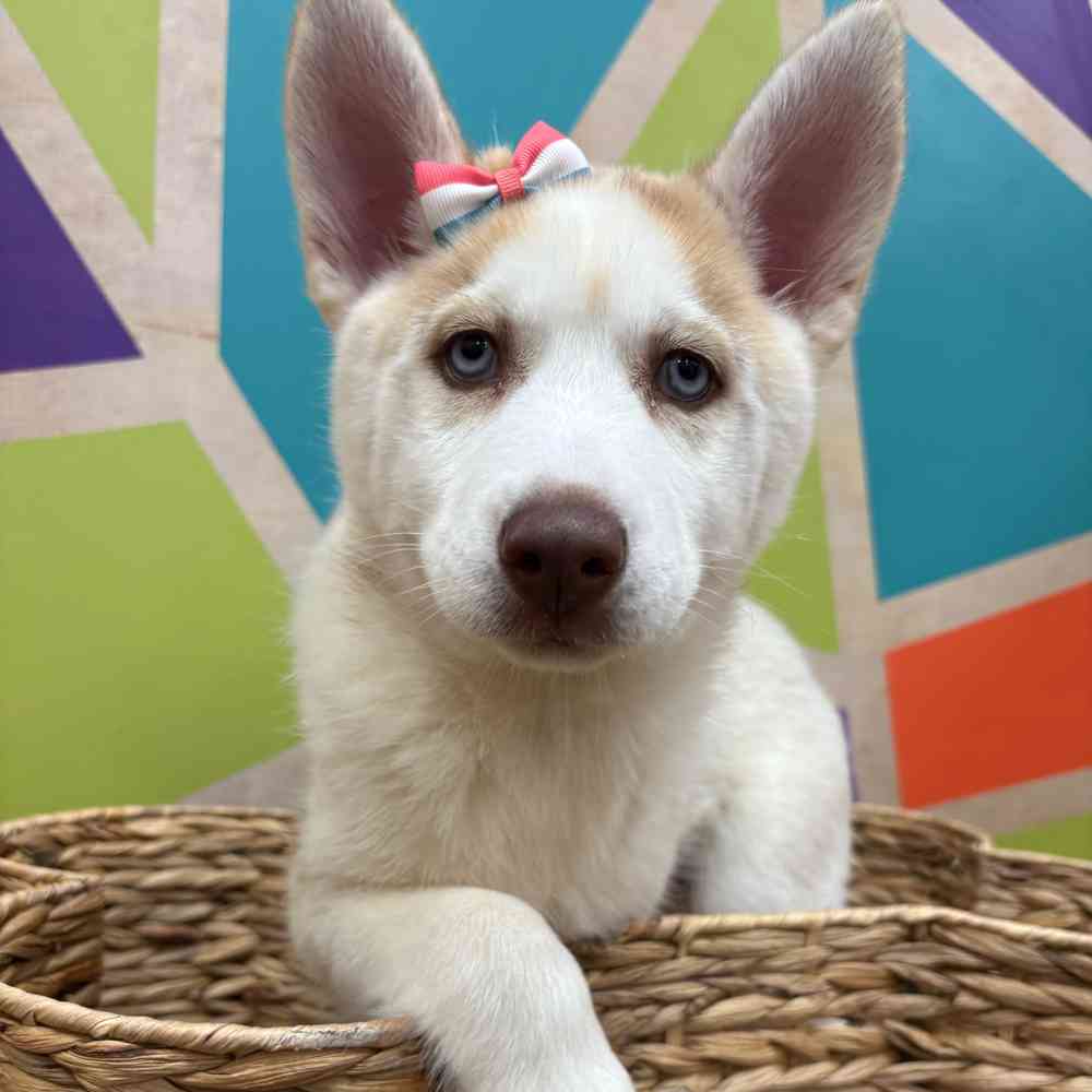 carousel pet images