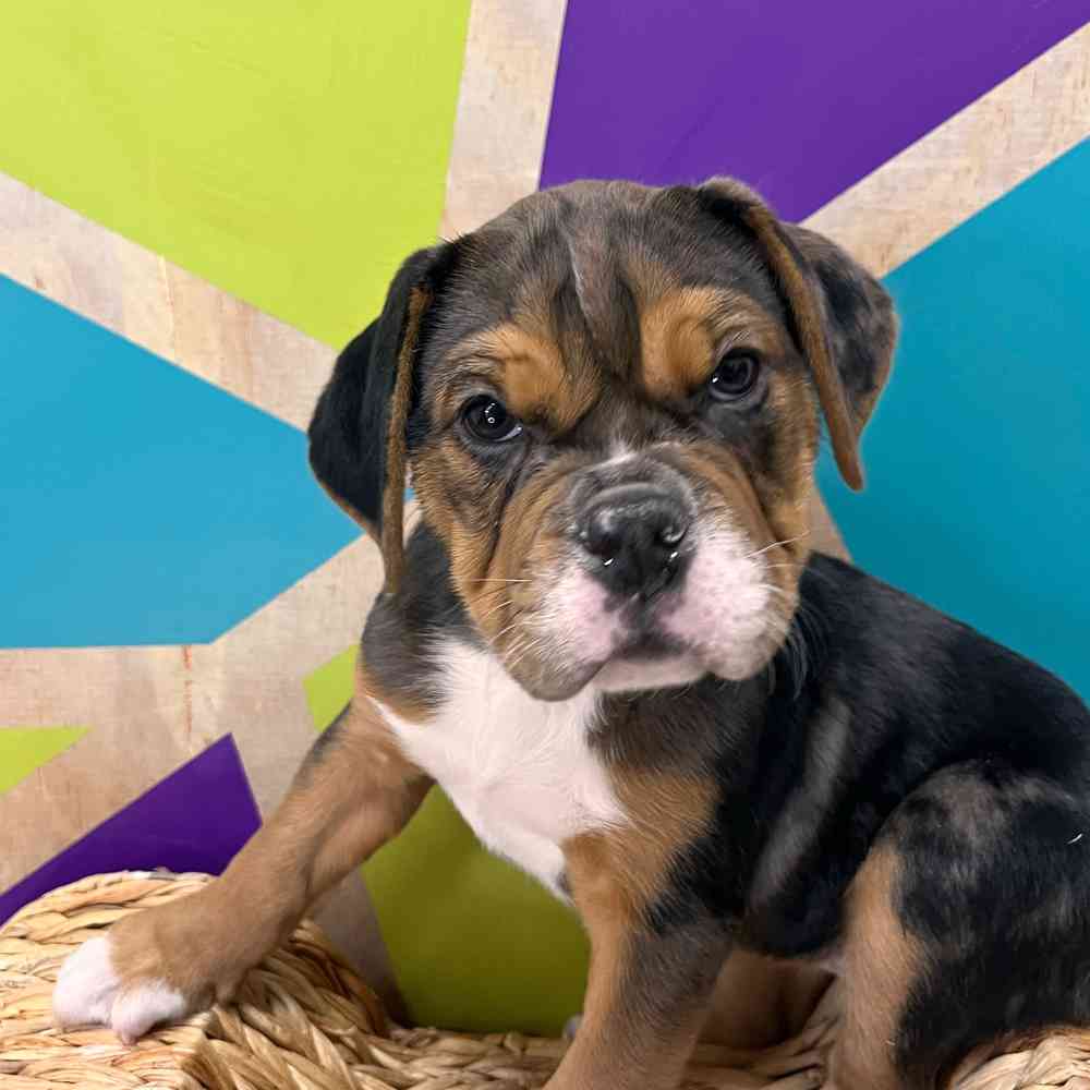 English Bulldog Puppies for sale at Petland Joplin., image size:1000x1000