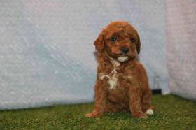 Mini Poodle