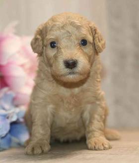 Poodle