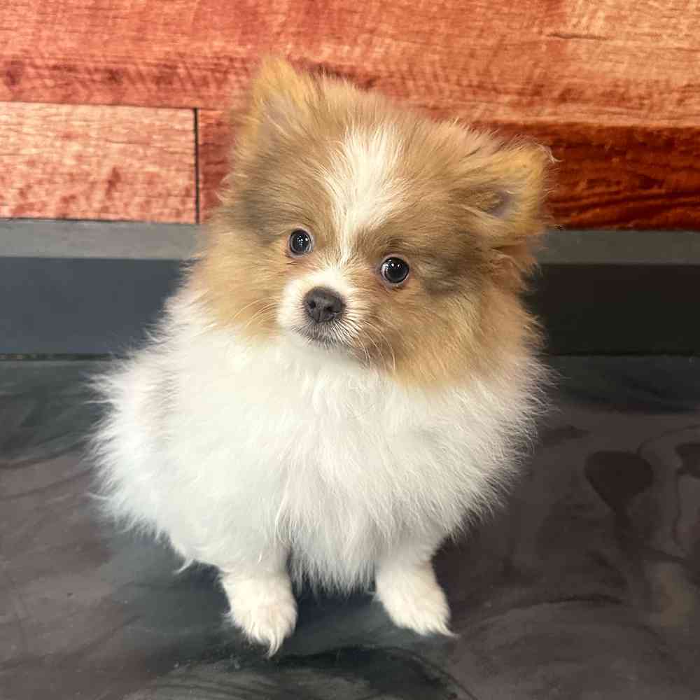 carousel pet images
