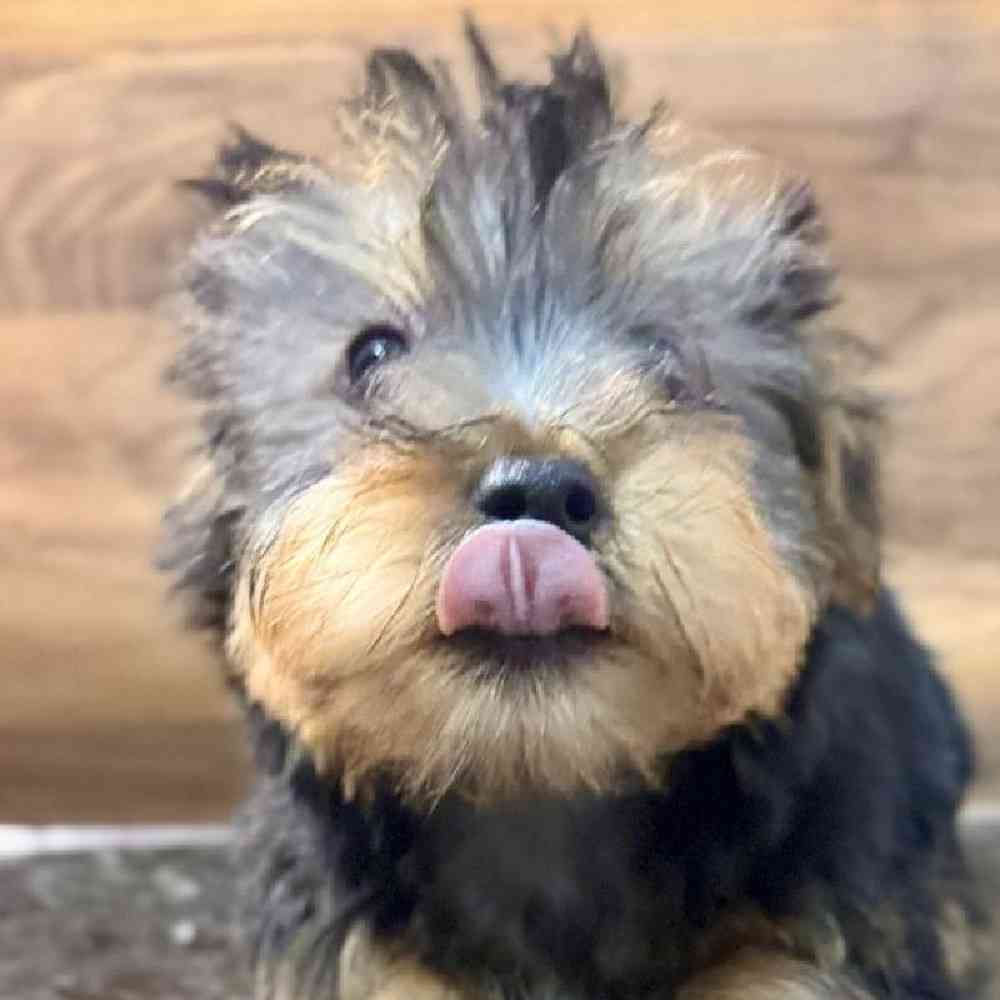 pet breed image