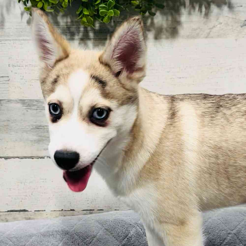 carousel pet images