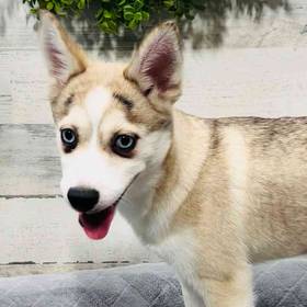 Pomsky