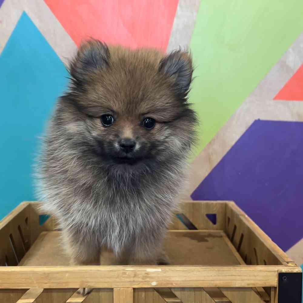 carousel pet images