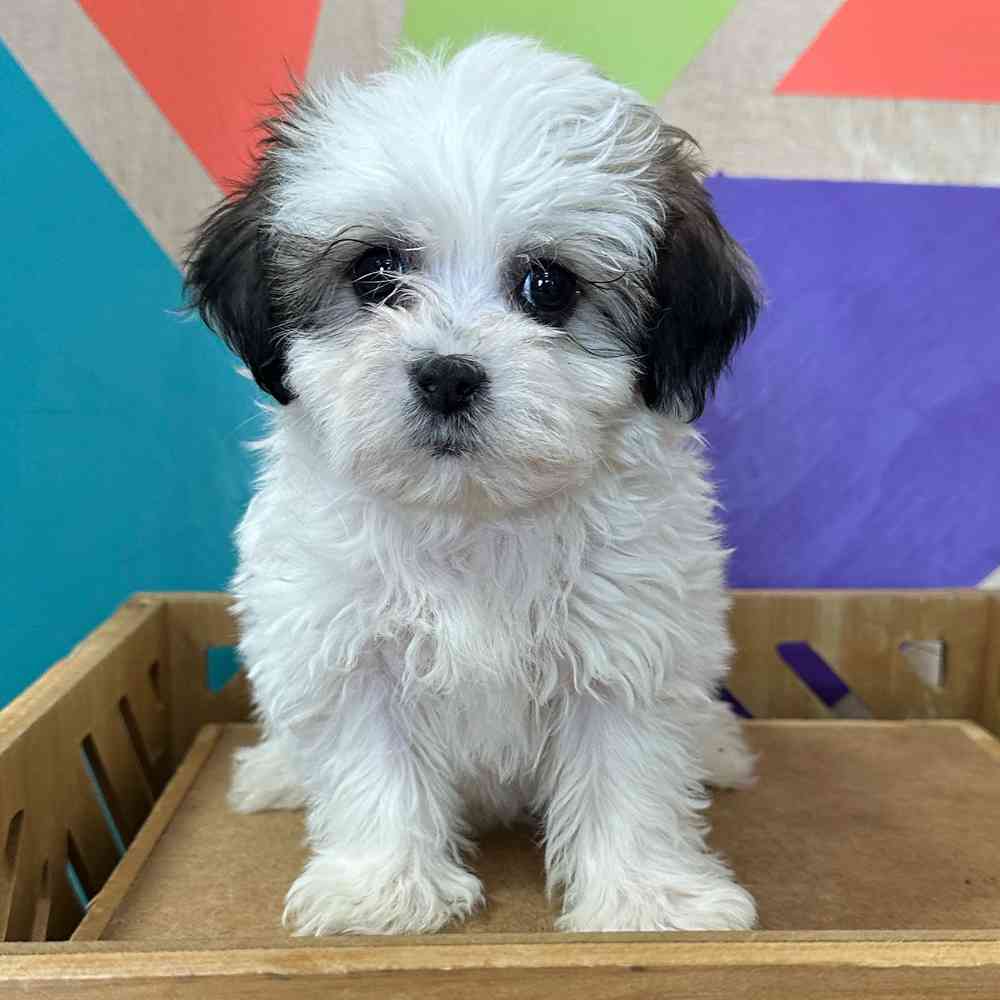 Image of a pet breed in the gallery
