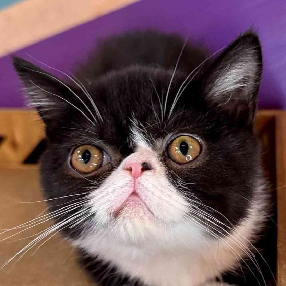 pet breed image