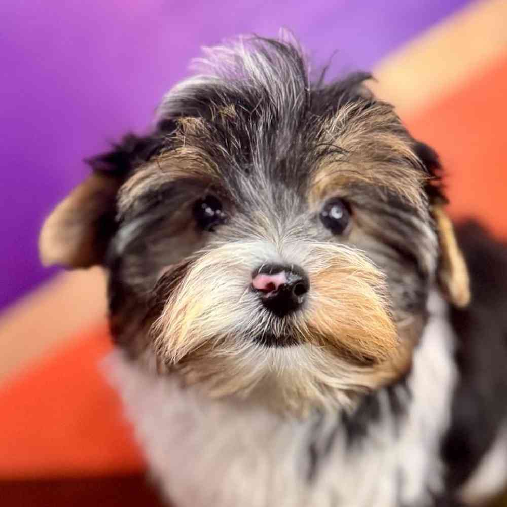 pet breed image