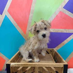 Morkie