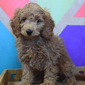 Mini Goldendoodle