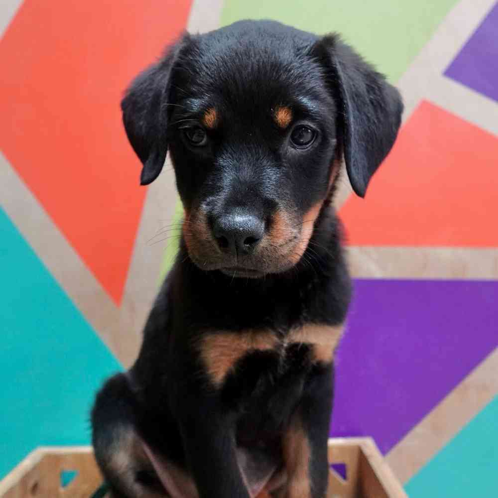 carousel pet images