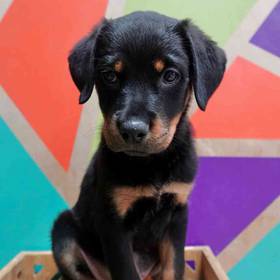 Rottweiler