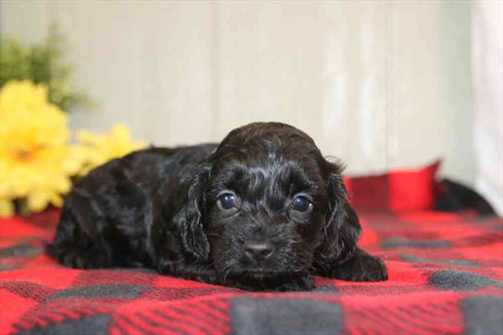 pet breed image