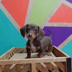 Mini Dachshund