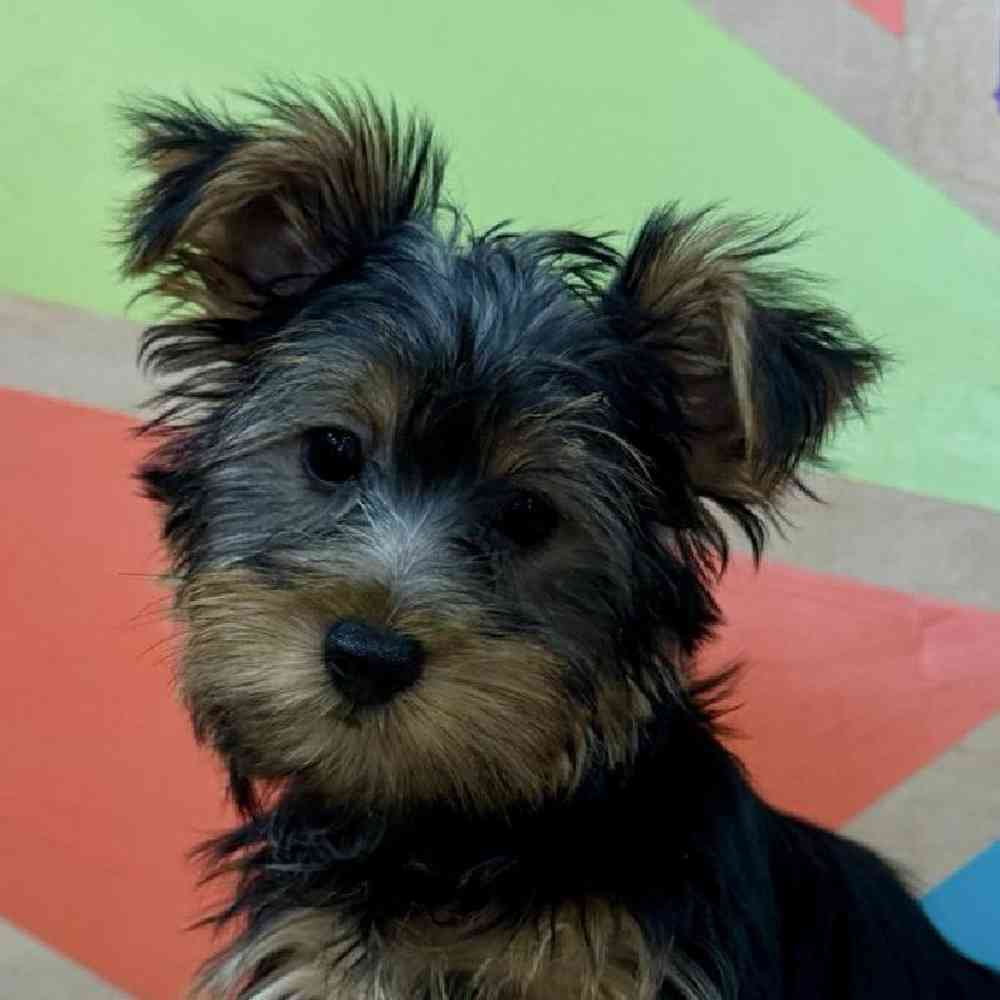 carousel pet images