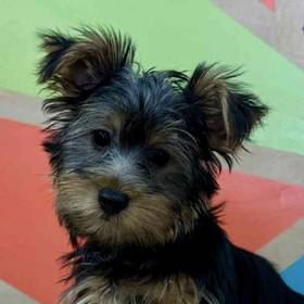 Silky Terrier