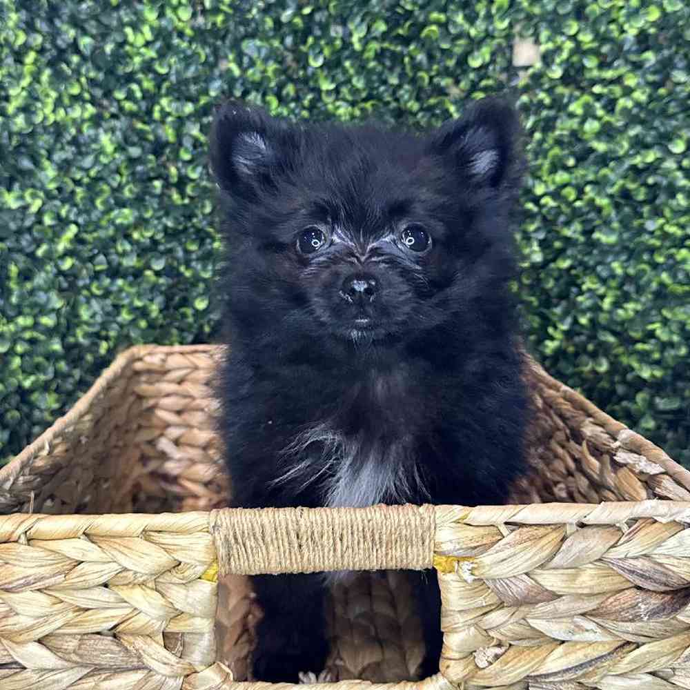 carousel pet images