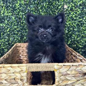 Pomeranian
