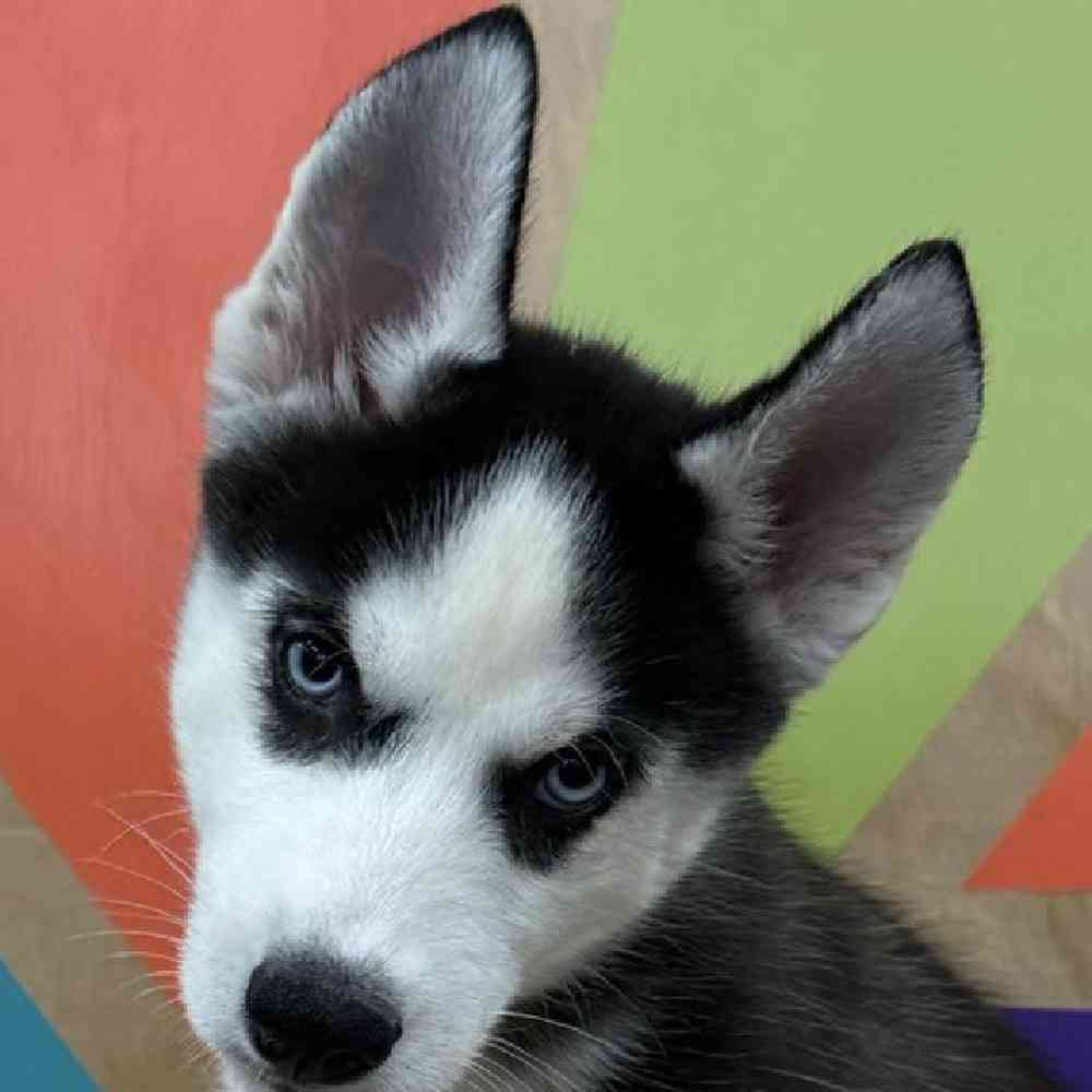 pet breed image
