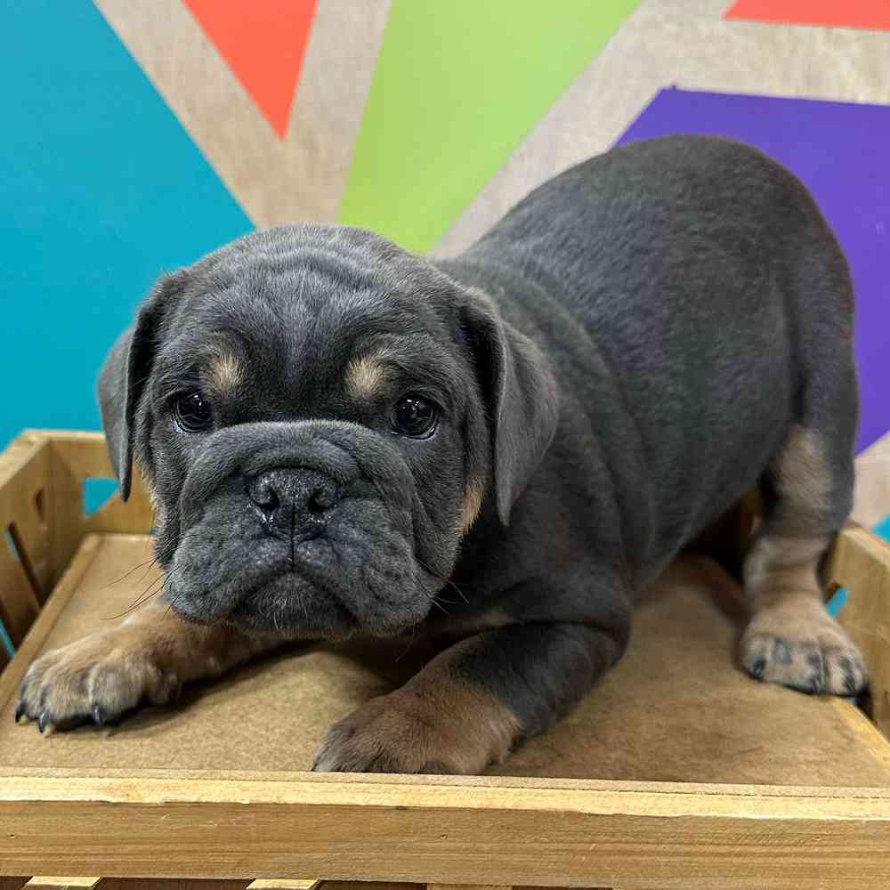 carousel pet images