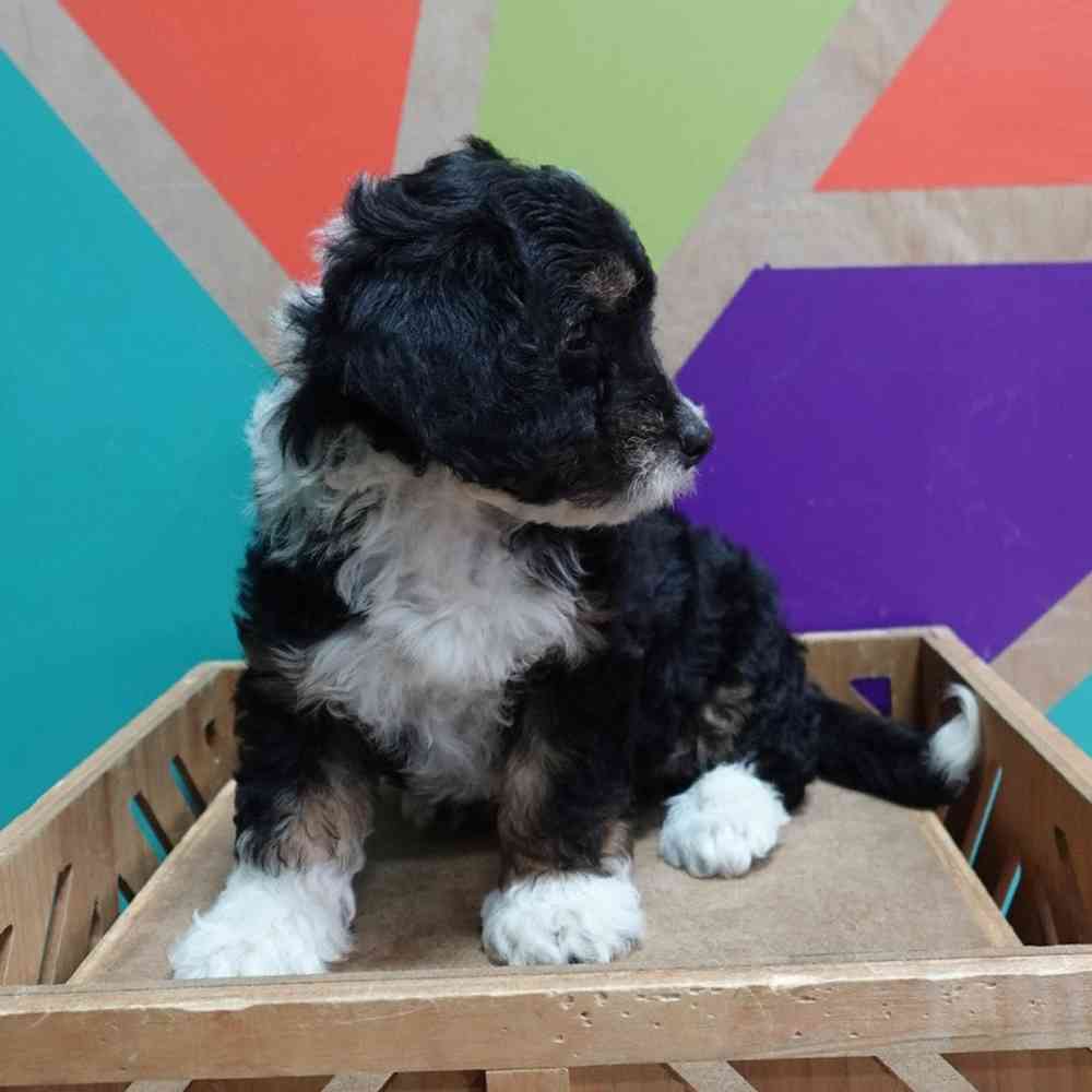 carousel pet images