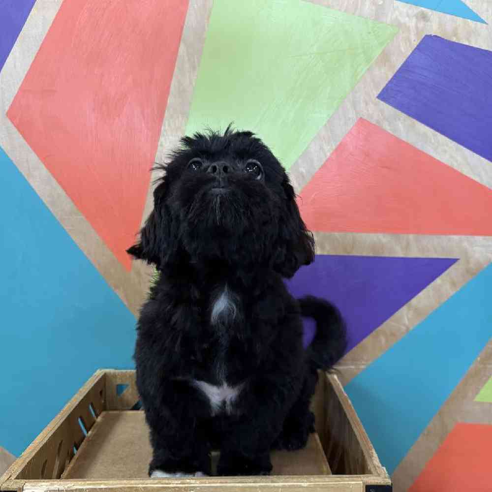 carousel pet images