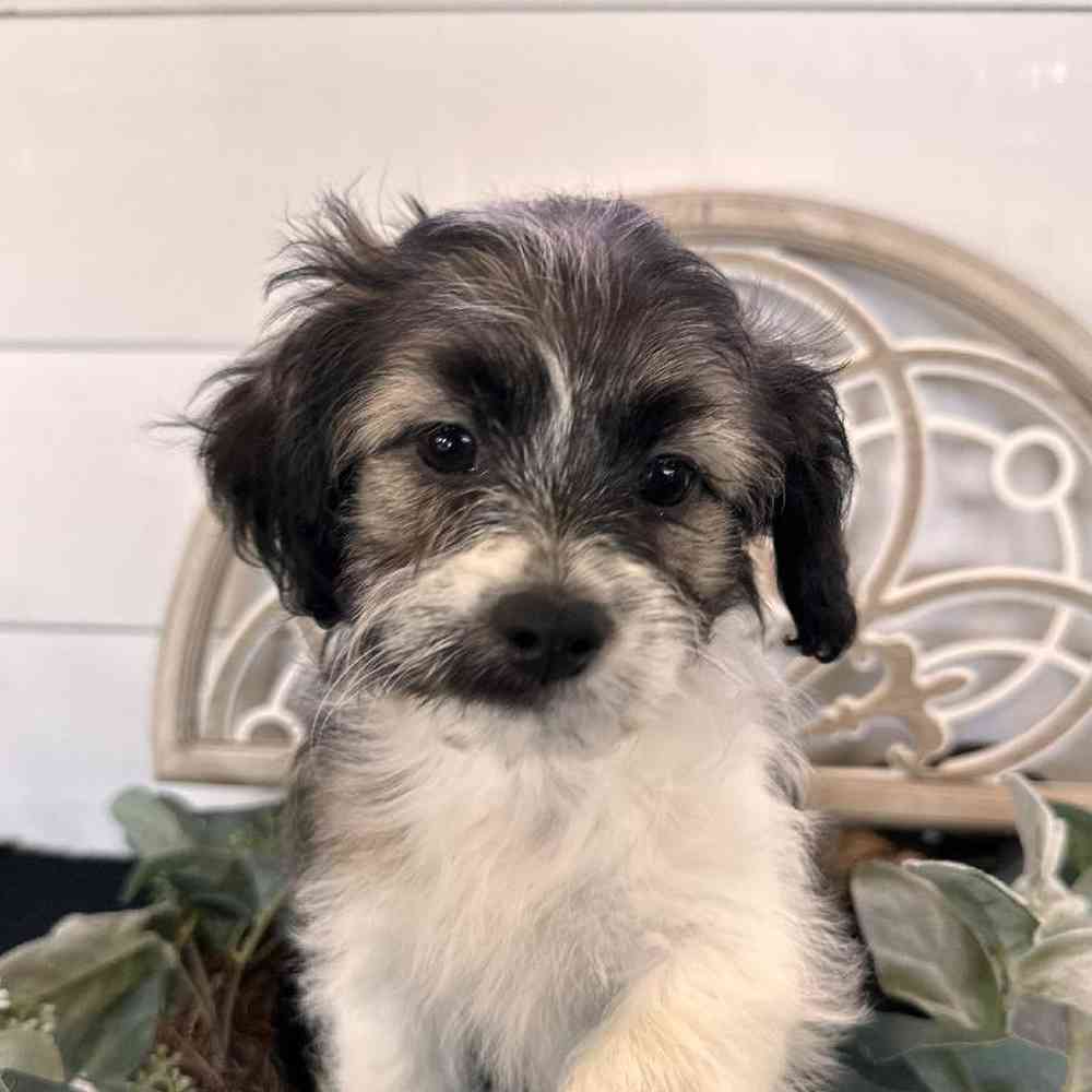 Female Teddy Bear Puppy for Sale in Rogers, AR