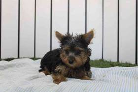 Yorkie