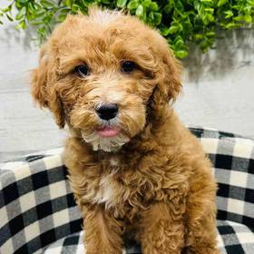 Mini Poodle