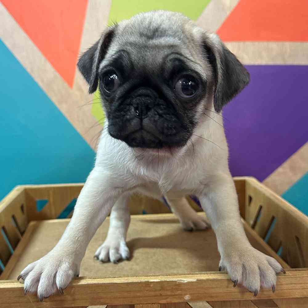 carousel pet images
