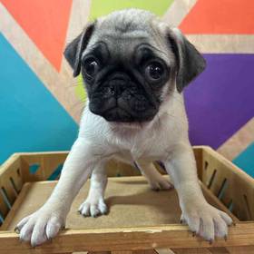 Pug
