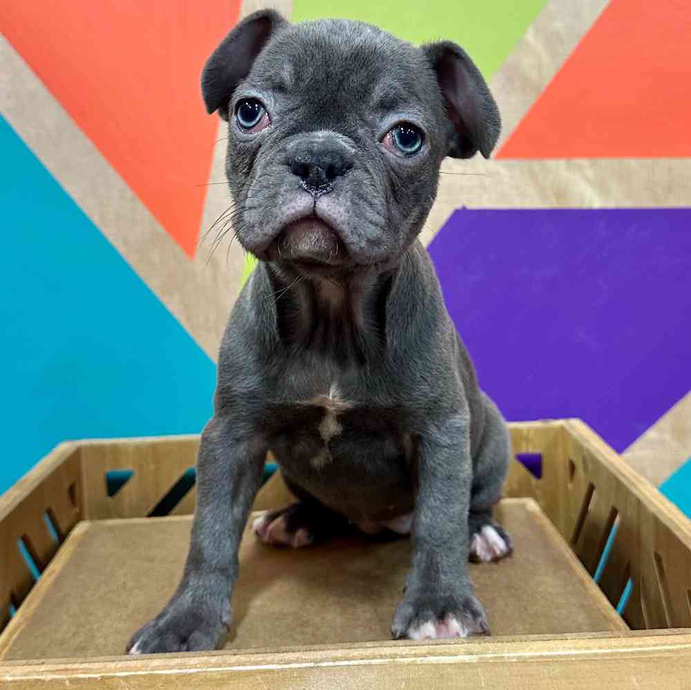 carousel pet images