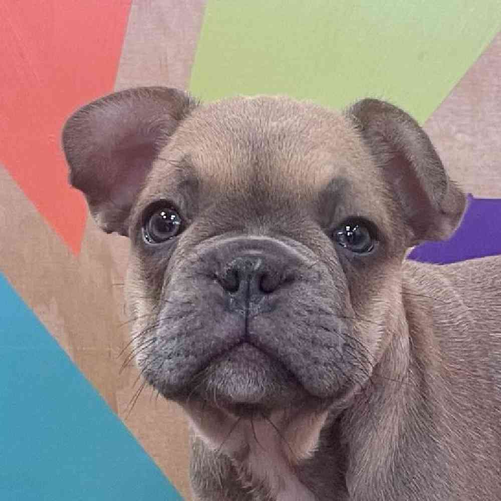 pet breed image