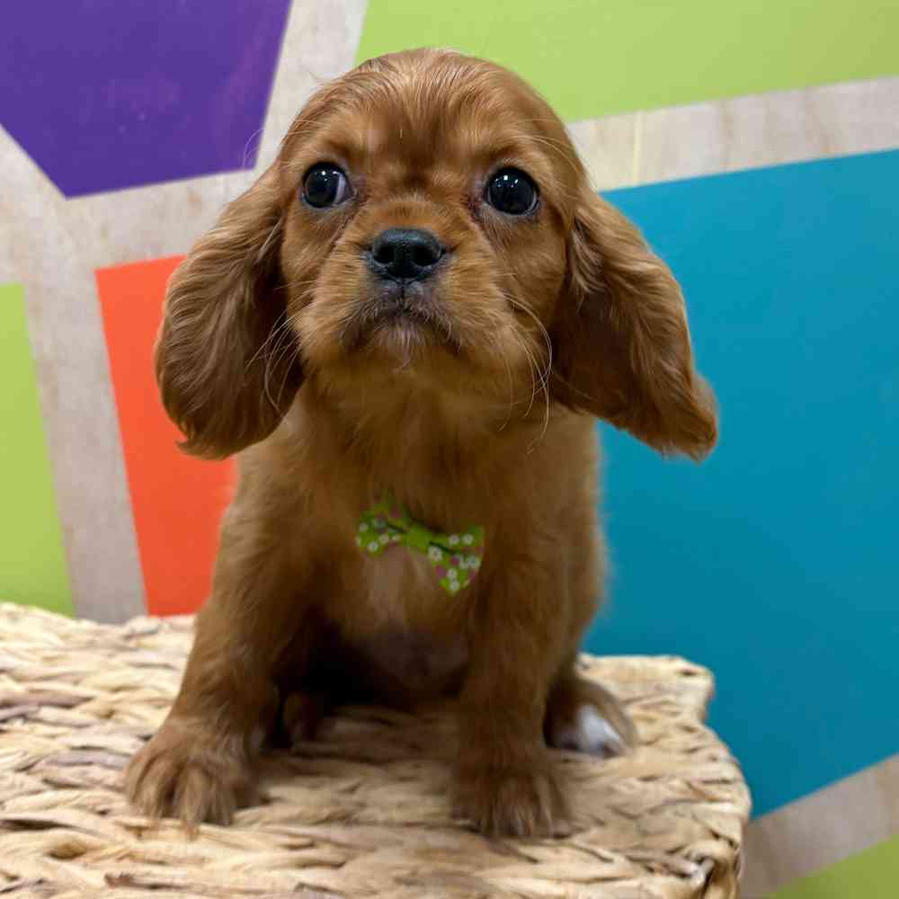 carousel pet images