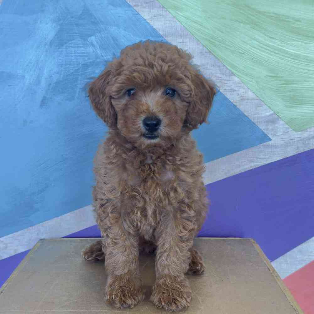 carousel pet images