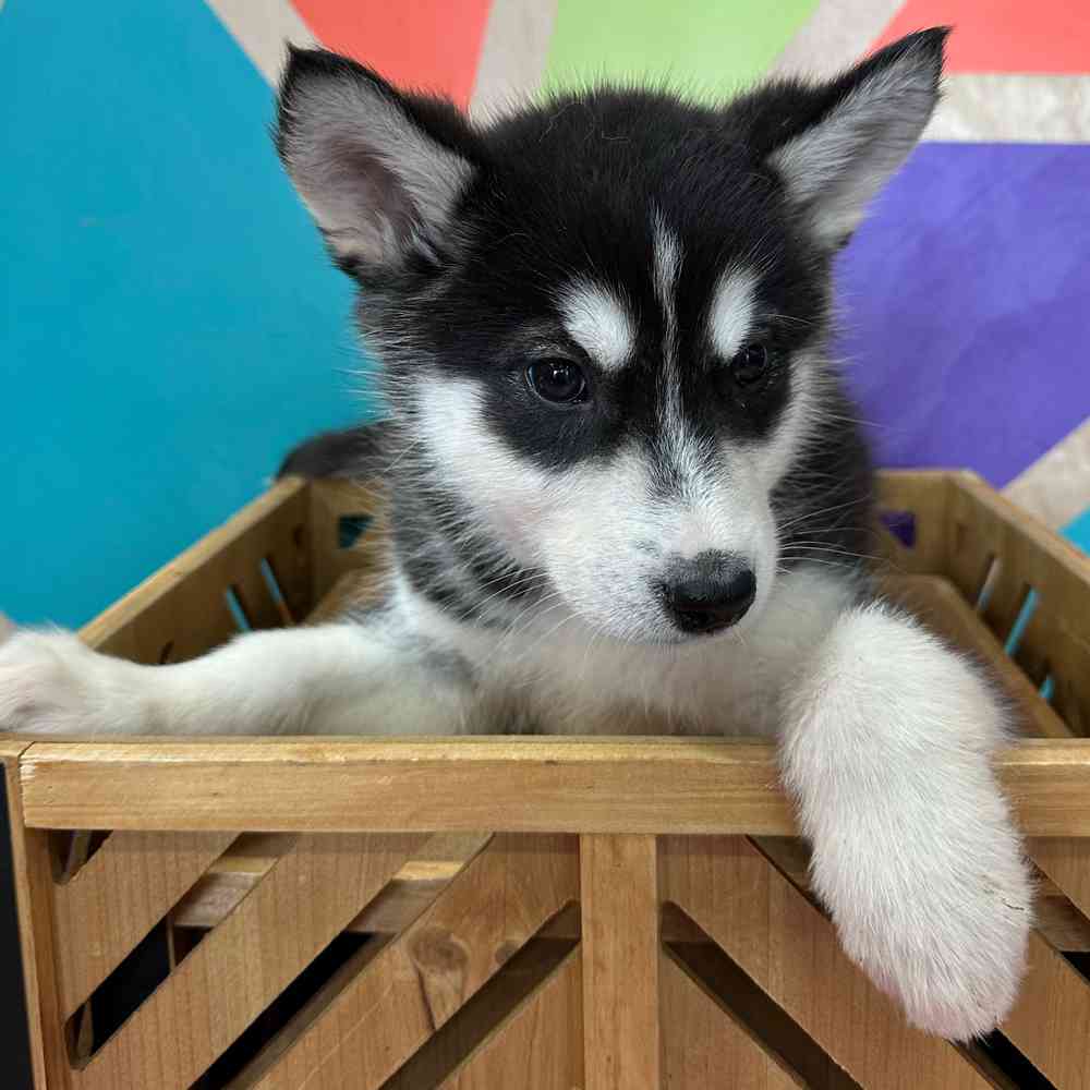 carousel pet images