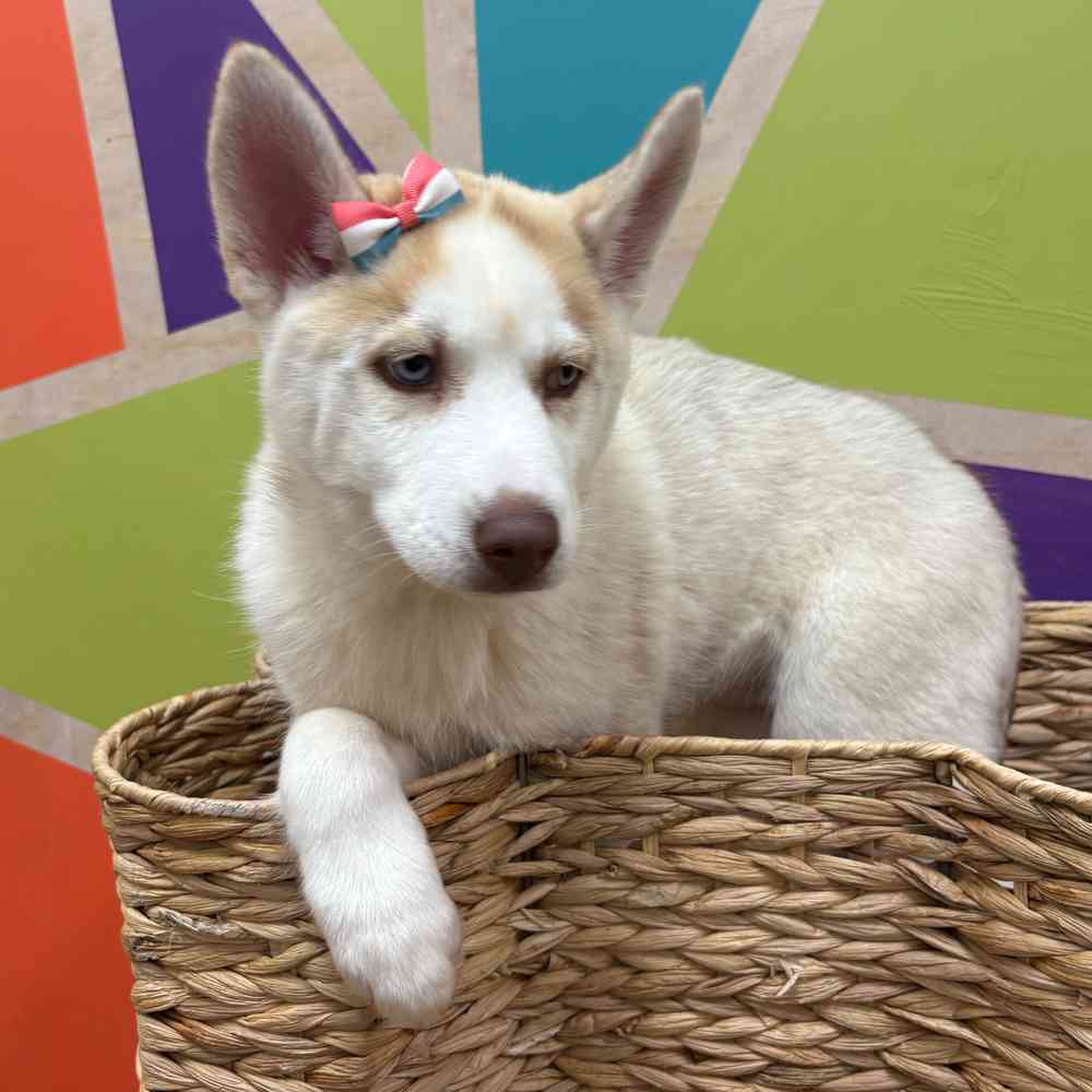 Image of a pet breed in the gallery
