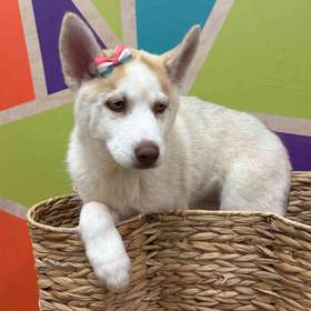 Siberian Husky
