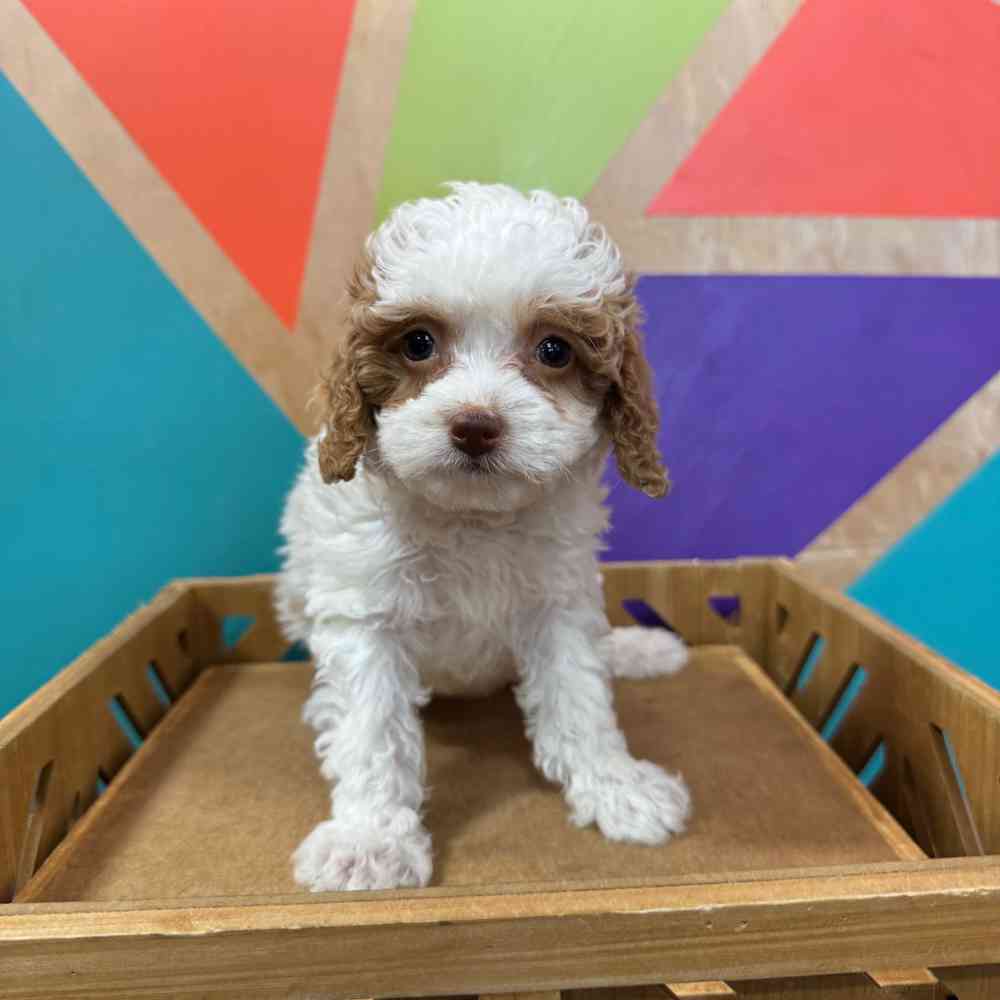 carousel pet images