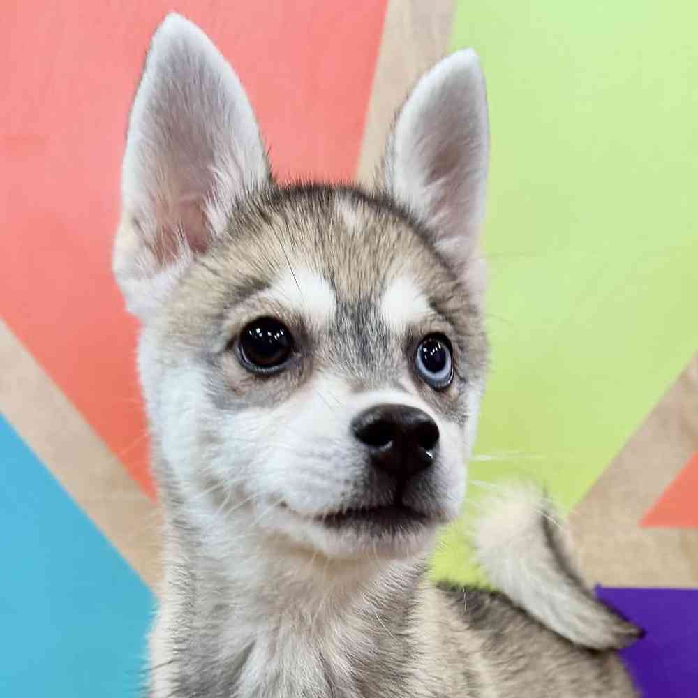 pet breed image
