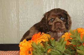 Cocker Spaniel
