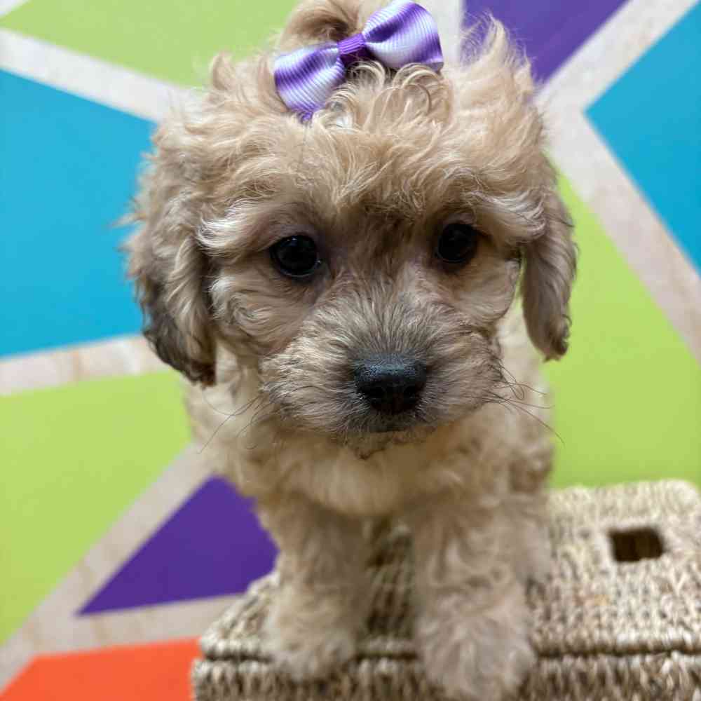 carousel pet images