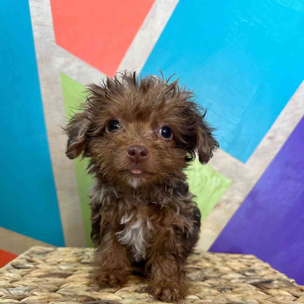 carousel pet images