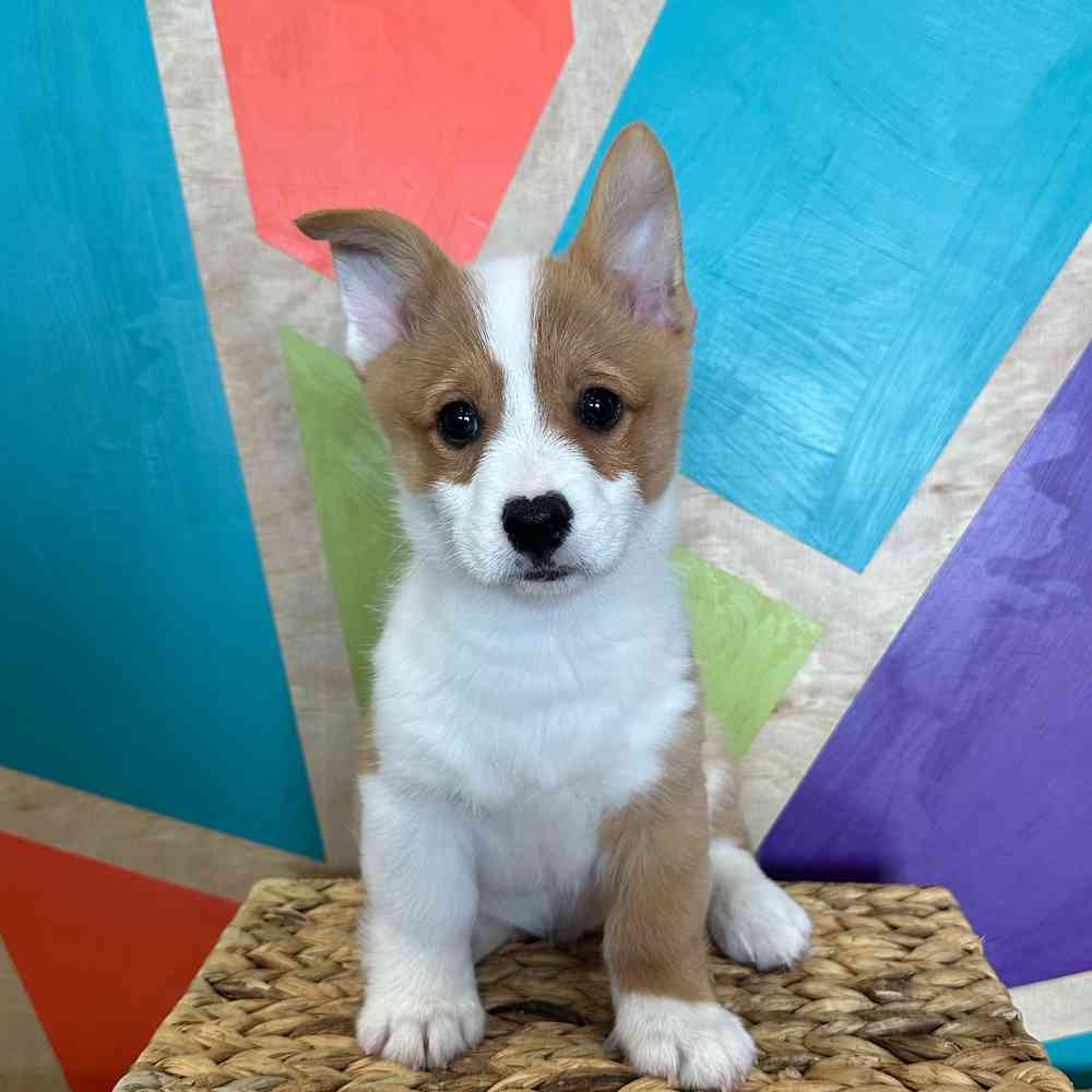 carousel pet images