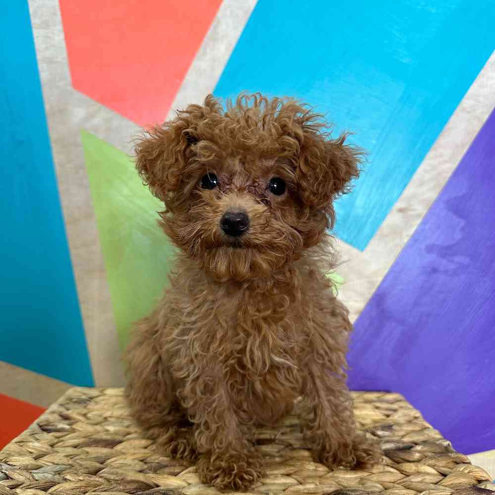 Image of a pet breed in the gallery