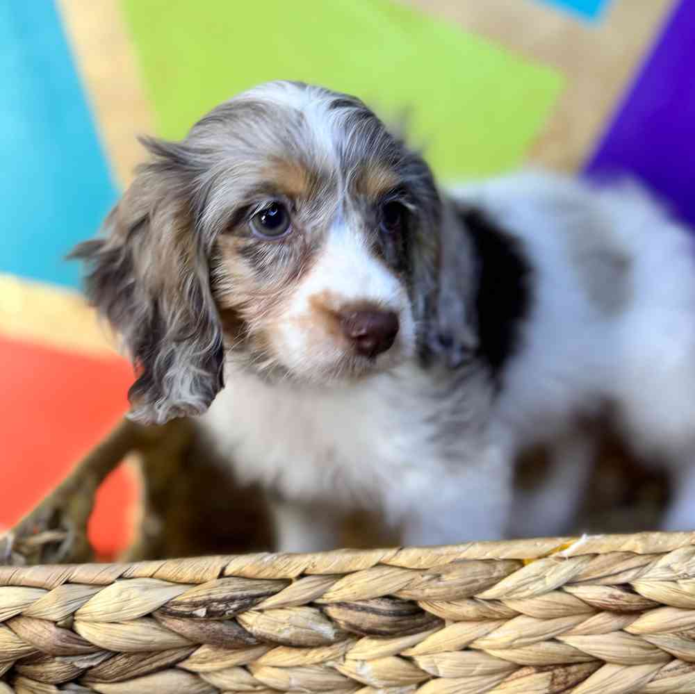 pet breed image