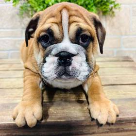 Victorian Bulldog