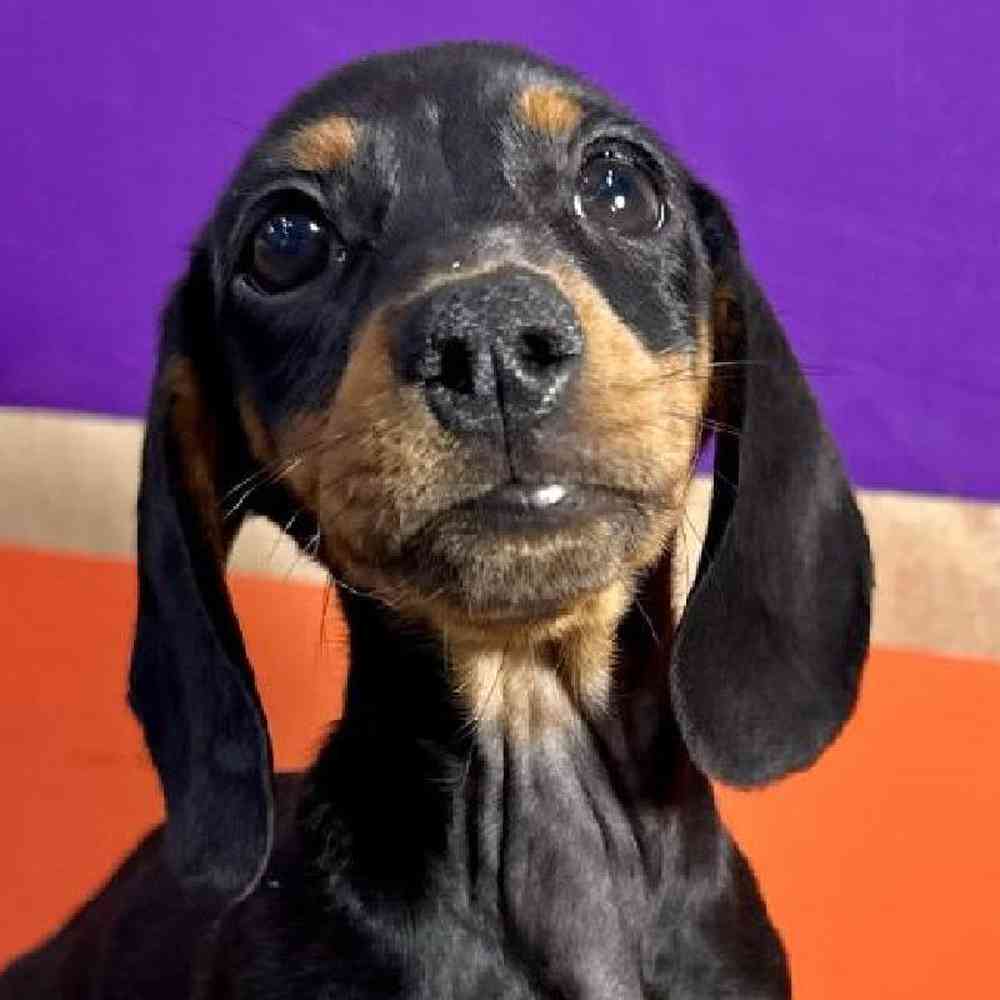 pet breed image