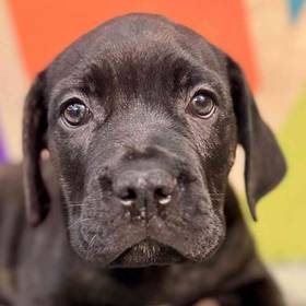 Cane Corso